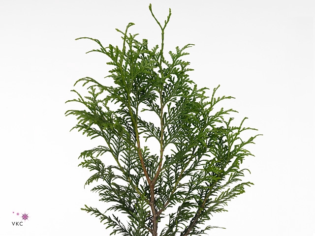 Conifeer Green
