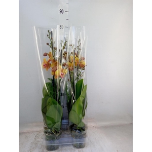 Phalaenopsis  'Buddha'