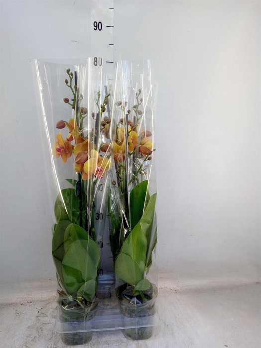 <h4>Phalaenopsis  'Buddha'</h4>