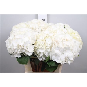 Hydr M White Verena