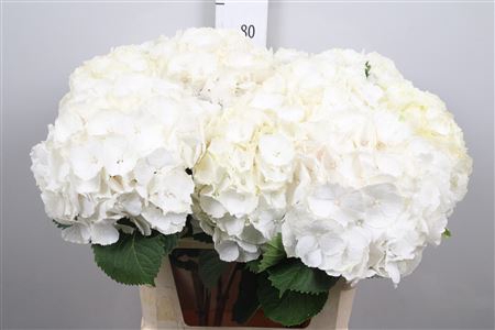 <h4>Hydr M White Verena</h4>