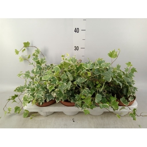 Hedera   ...variegated