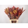 Stabi Castangne Autumn Mix Per Bunch