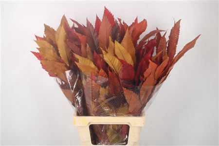 Stabi Castangne Autumn Mix Per Bunch