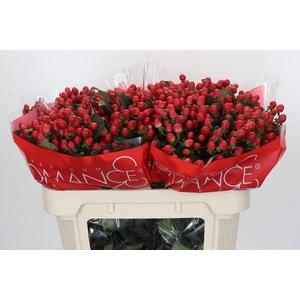 Hypericum True Romance