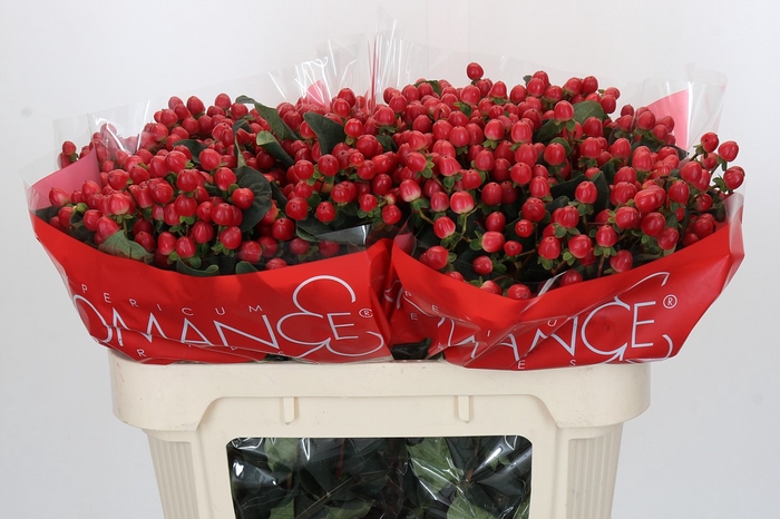 <h4>Hypericum True Romance</h4>