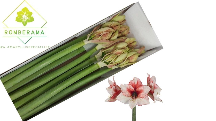 <h4>HIPP GA SUPERNOVA</h4>