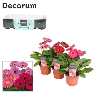 Gerbera 2-bl Purple Carton