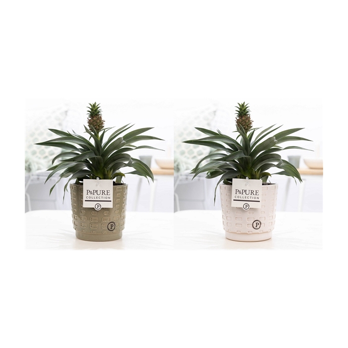 <h4>Ananas Rosita in P&PURE Floor ceramics ass. 2</h4>