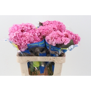 Hydr Dark Pink Sel