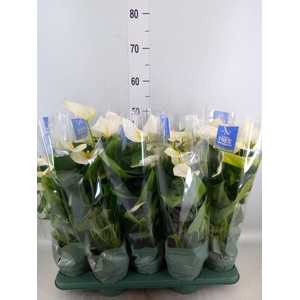 Anthurium  'Karma White'