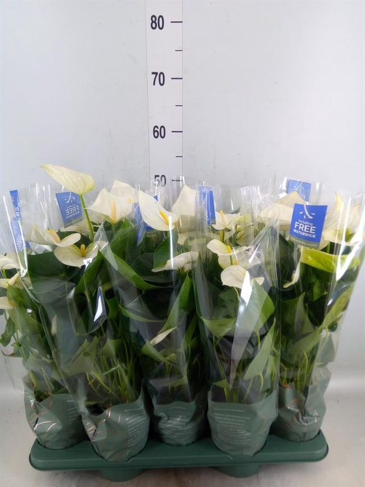 <h4>Anthurium  'Karma White'</h4>
