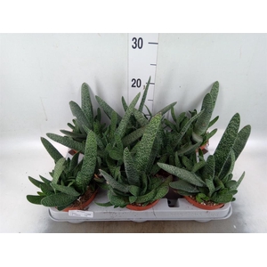 Gasteria carinata var. verrucosa