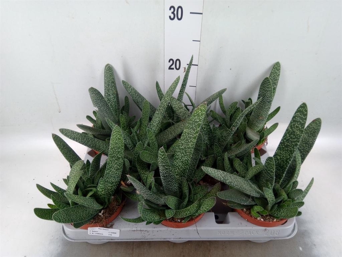 <h4>Gasteria carinata var. verrucosa</h4>