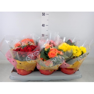 Begonia elat. DU   ...mix