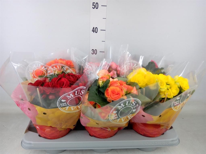 <h4>Begonia elat. DU   ...mix</h4>