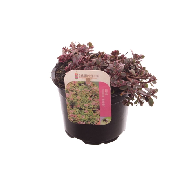 <h4>Sedum spurium Tricolor</h4>