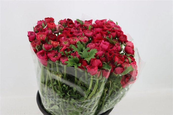 <h4>Ran Elegance Hot Pink</h4>