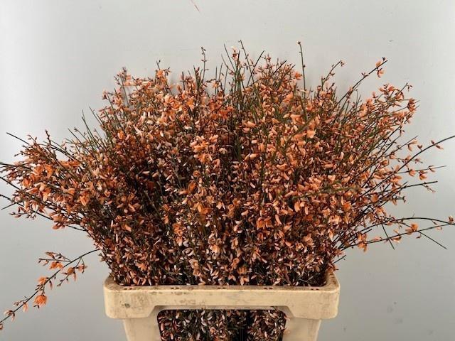 <h4>GENISTA KLB BS H%</h4>