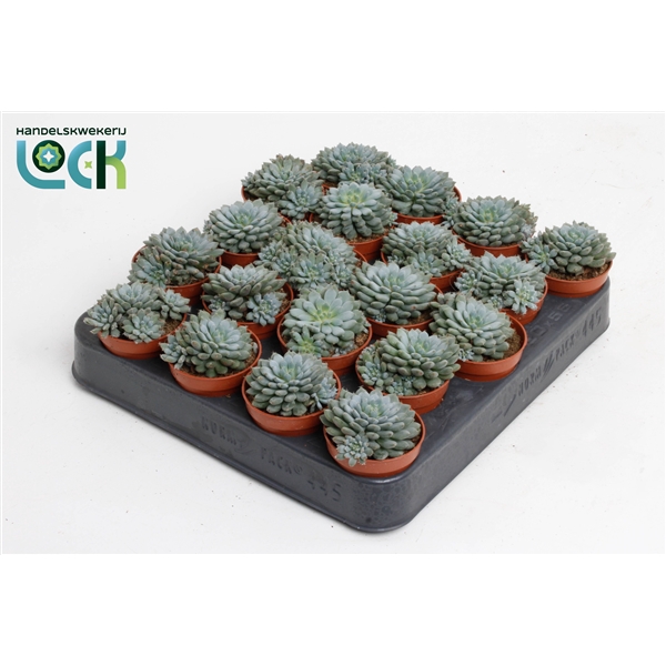 <h4>Echeveria Derenbergii</h4>