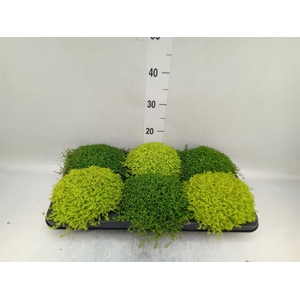 Soleirolia soleirolii   ...mix 2