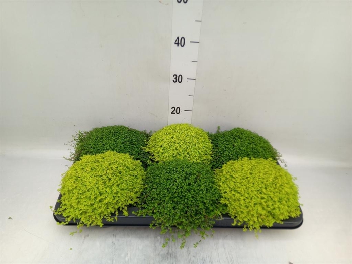 <h4>Soleirolia soleirolii   ...mix 2</h4>