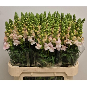 Antirrhinum Costa Silver