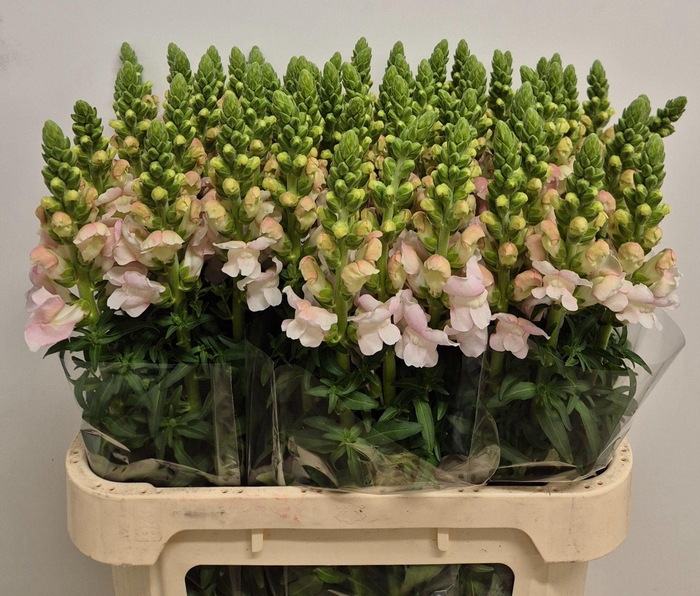 <h4>Antirrhinum Costa Silver</h4>