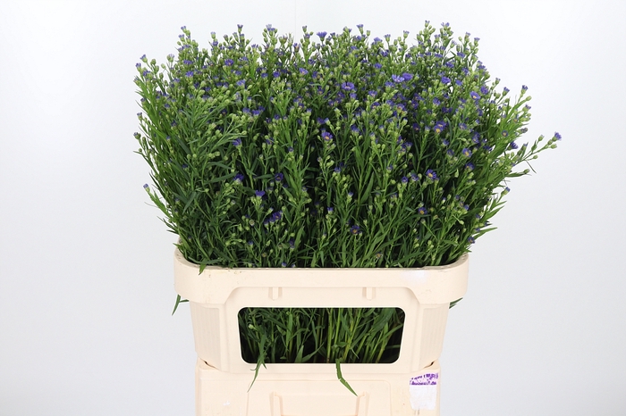 Aster Casamare