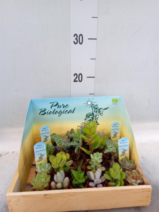 <h4>Succulents   ...</h4>