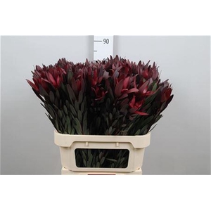 Leucadendron Saf Sunset Dark R.
