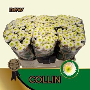 CHR S COLLIN