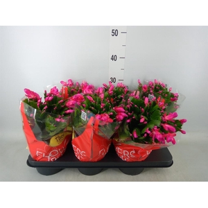 Schlumbergera ...