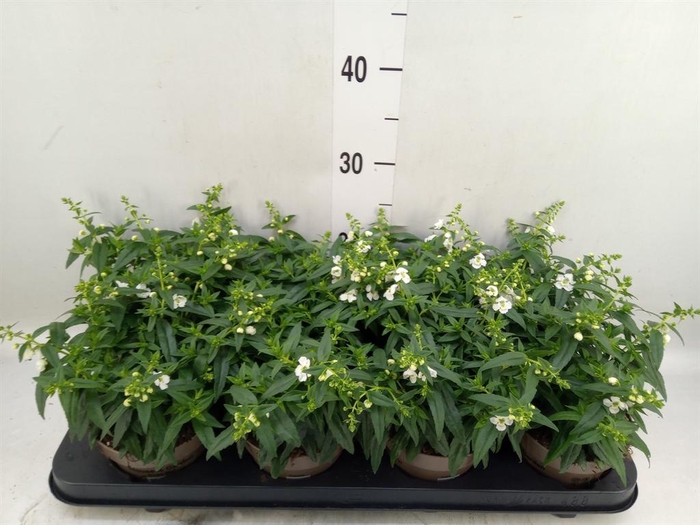 <h4>Angelonia  'Serena White'</h4>