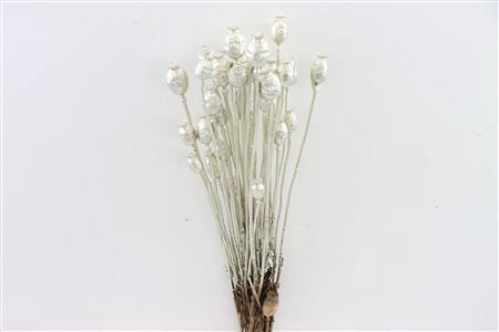 <h4>Dried Papaver Platina Bunch</h4>