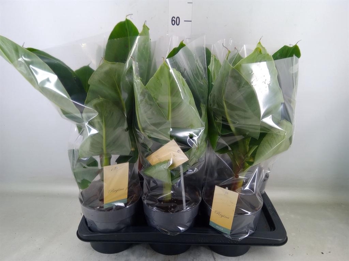 <h4>Musa  'Tropicana'</h4>