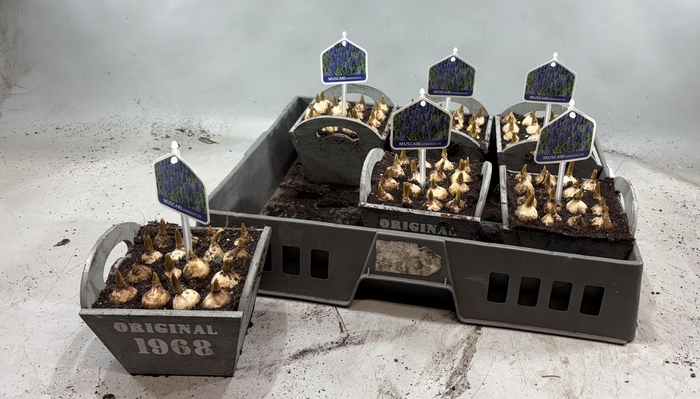 <h4>ARR MUSCARI</h4>