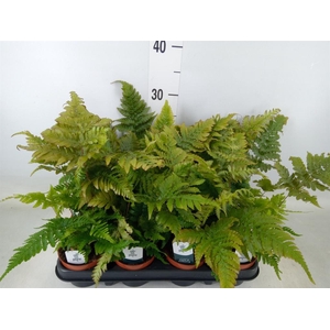 Dryopteris erythrosora