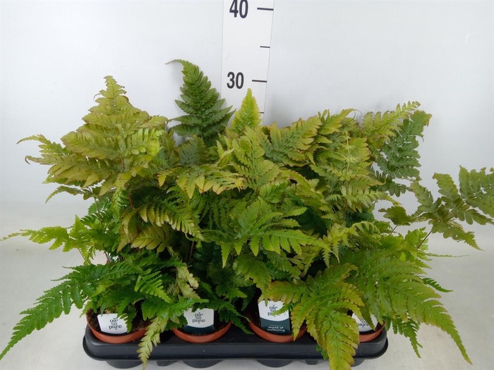 <h4>Dryopteris erythrosora</h4>