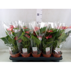 Anthurium andr. 'Jambo Red'