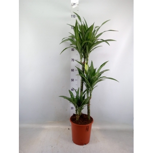 Dracaena fr de 'Ulises'