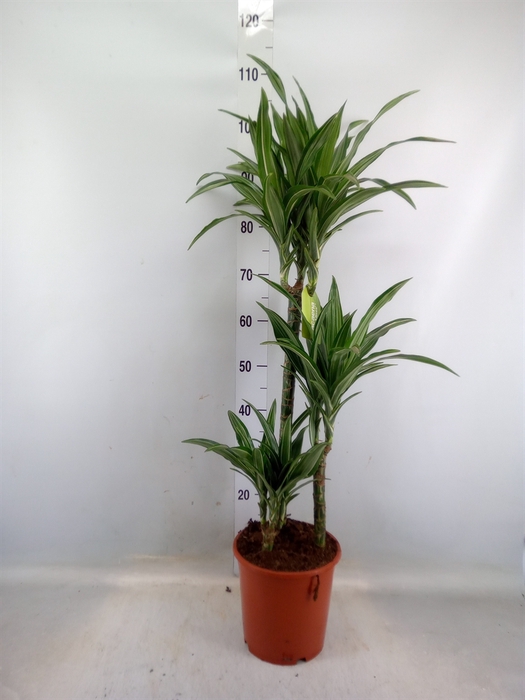 <h4>Dracaena fr de 'Ulises'</h4>