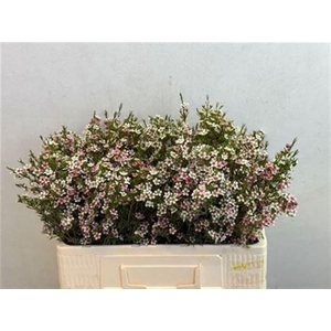 CHAME UN MY SWEET 16