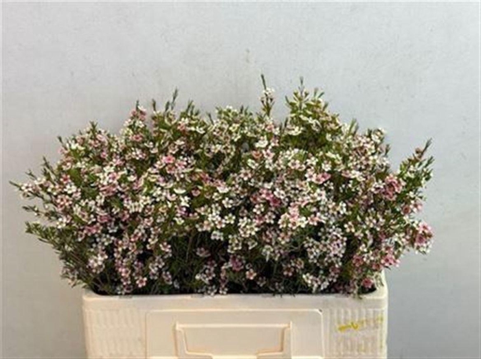 <h4>CHAME UN MY SWEET 16</h4>