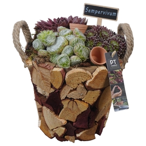 PTS7419 Arrangement Sempervivum in houten pot