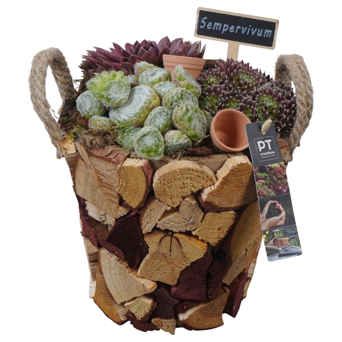 <h4>PTS7419 Arrangement Sempervivum in houten pot</h4>