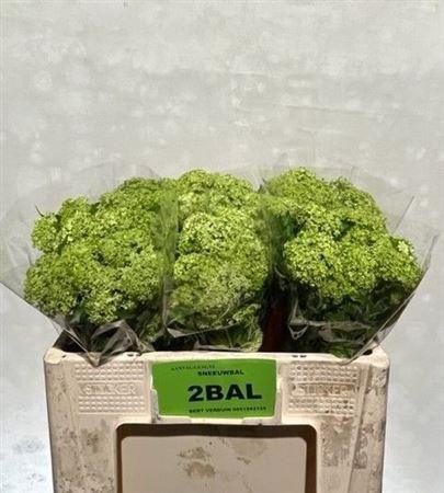 <h4>Viburnum Roseum St</h4>