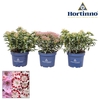 Kalmia latifolia