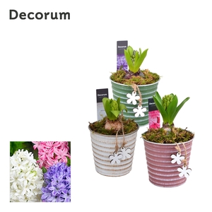 Hyacint Lucia HL19883 [PURE]