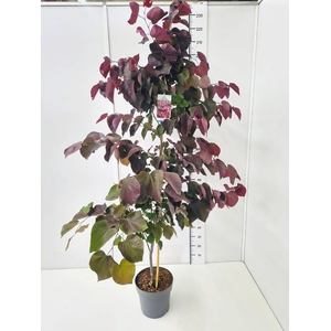 Cercis canadensis